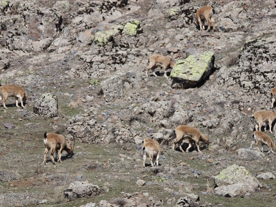 Doğadan kameralara yansıyan ilginç anlar…