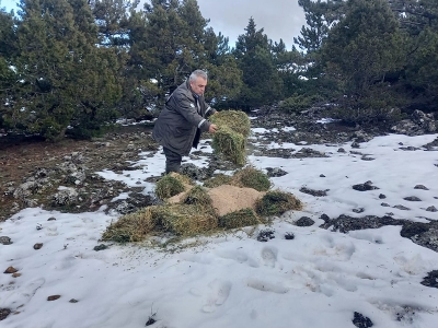 Kara kışta yaban hayatı unutulmadı