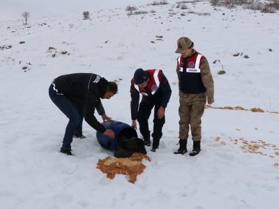 Karakış yaban hayatını zorluyor