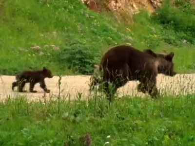 Doğada anneler ve yavruları…