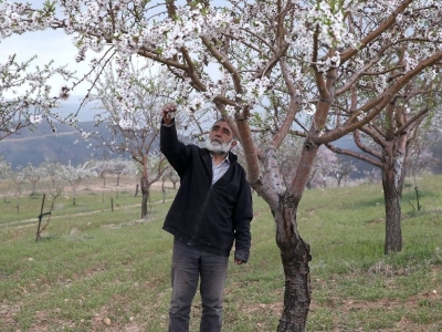 Emekli doktor çorak araziyi yeşertti