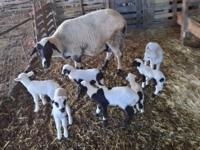 Sürüsü dokuz doğuran koyunlarla bereketlendi