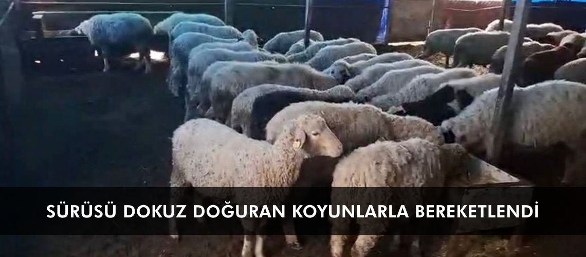 Sürüsü dokuz doğuran koyunlarla bereketlendi