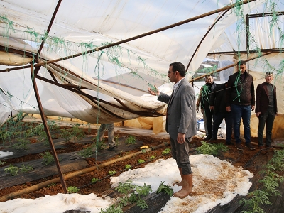 Alanya'da dolu seralara zarar verdi