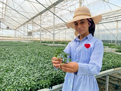 Antalya domatesi hem iç hem dış pazarı besliyor