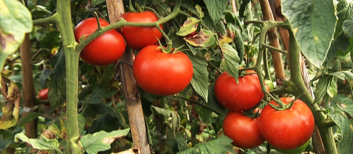 Domates Yetiştiriciliği