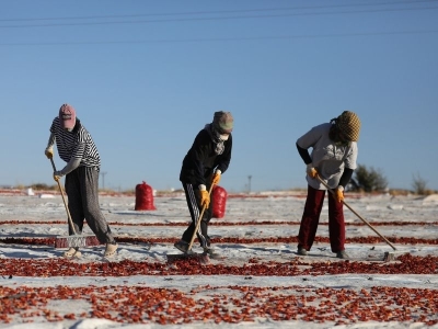 Elazığ’dan dünya sofralarına kuru domates