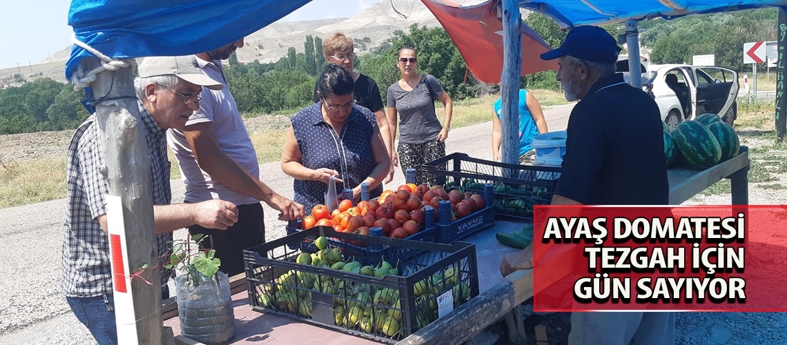 Ayaş domatesi tezgah için gün sayıyor