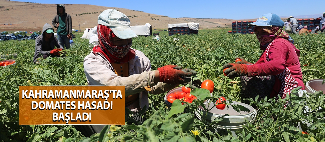 Kahramanmaraş'ta domates hasadı başladı