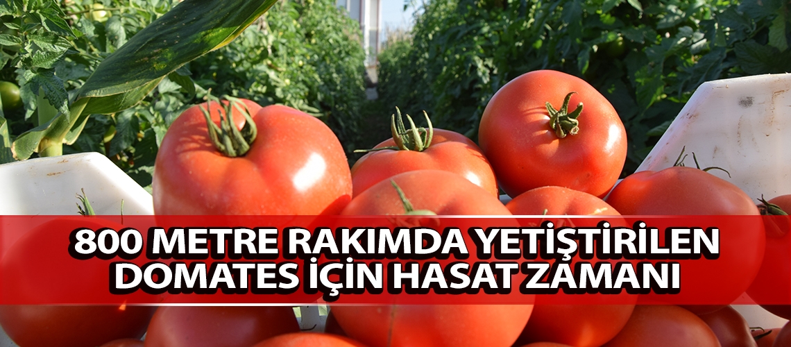 800 metre rakımda yetiştirilen domates için hasat zamanı
