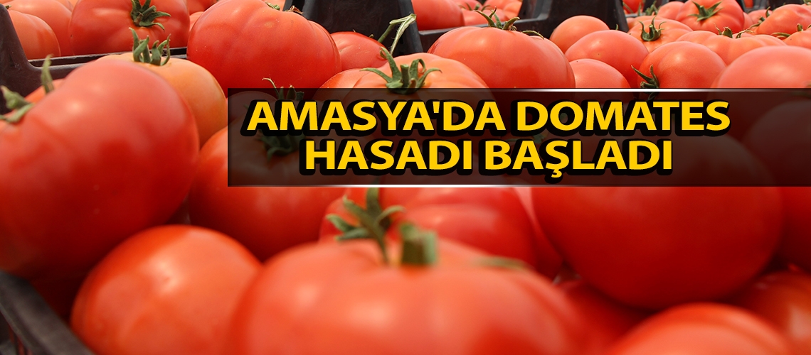 Amasya'da domates hasadı başladı