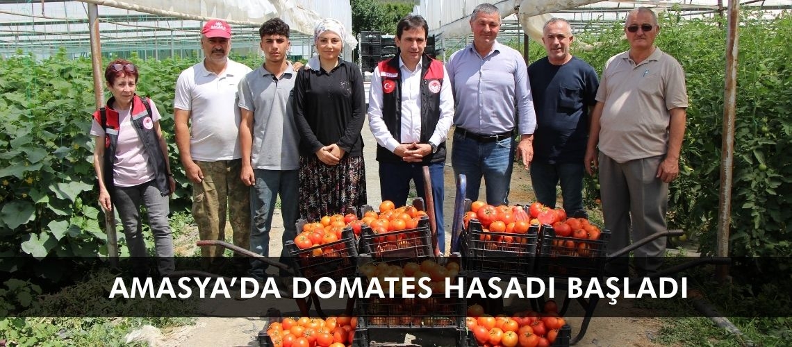 Amasya’da domates hasadı başladı