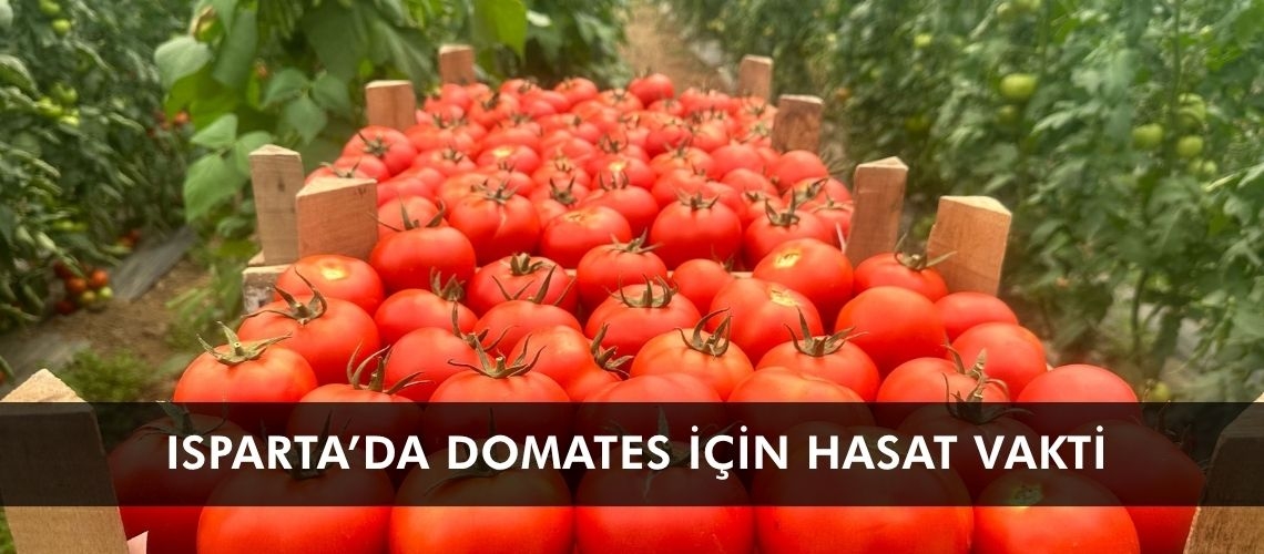 Isparta’da domates için hasat vakti