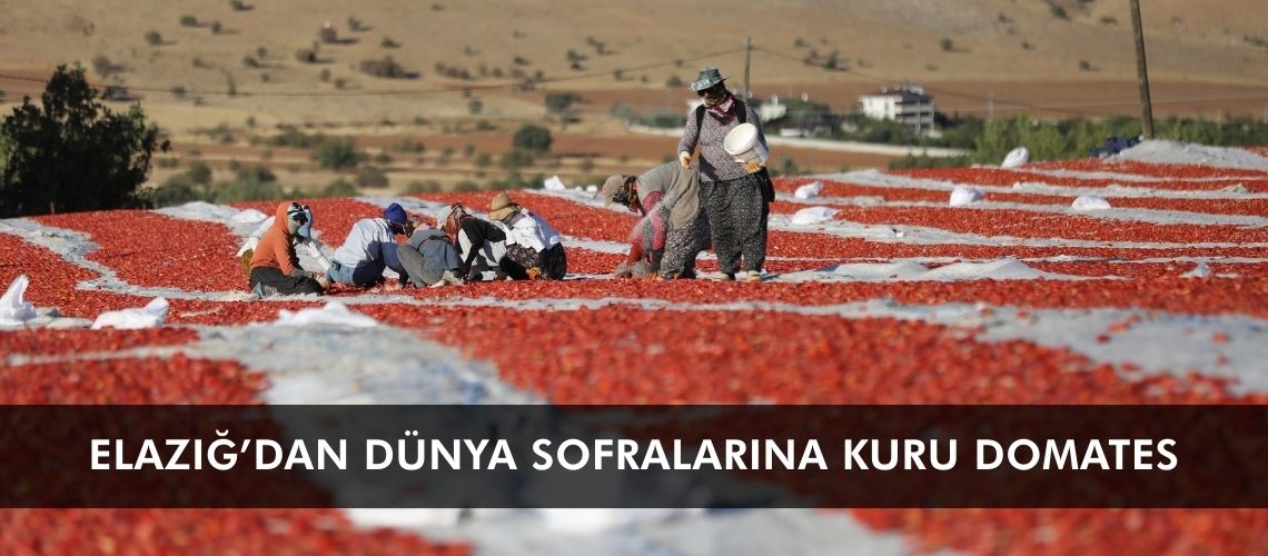 Elazığ’dan dünya sofralarına kuru domates
