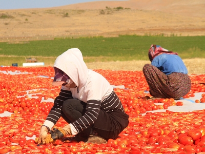 Elazığ domatesleri dünya sofralarını süslüyor