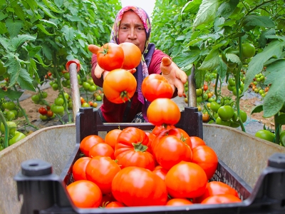 Amasya'da domates hasadı başladı