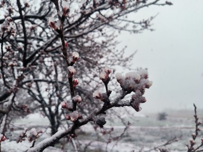 Zirai don taslak raporu tamamlandı