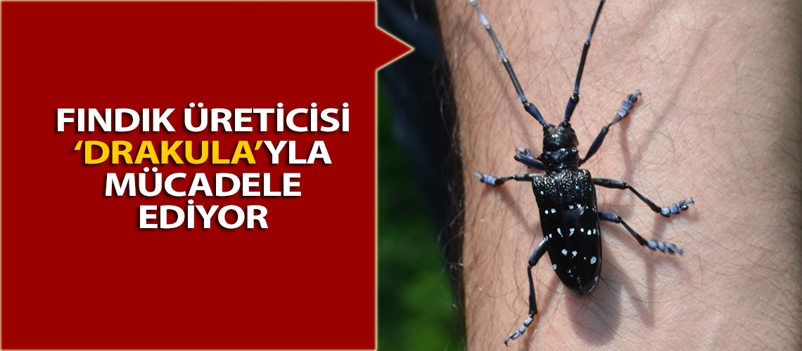 Fındık üreticisi ‘Drakula’yla mücadele ediyor