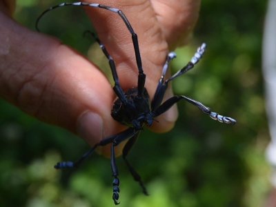 Fındık üreticisi ‘Drakula’yla mücadele ediyor