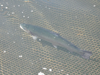 Denizi yok balığı çok