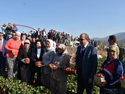 Vali hanım çileğinde hasat heyecanı