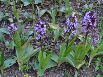 Samsun’da bilinçli, örgütlü salep üretimi