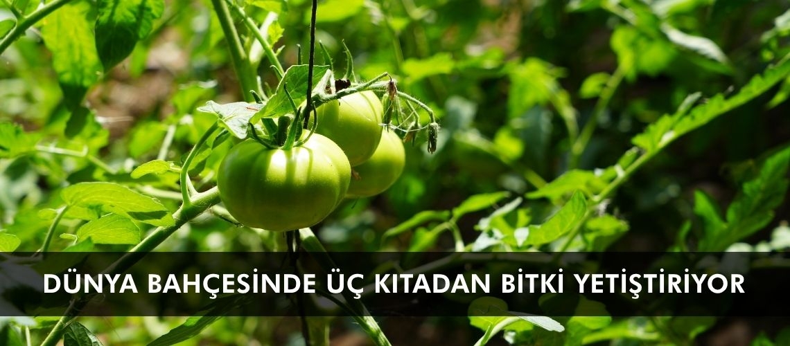 Dünya bahçesinde üç kıtadan bitki yetiştiriyor