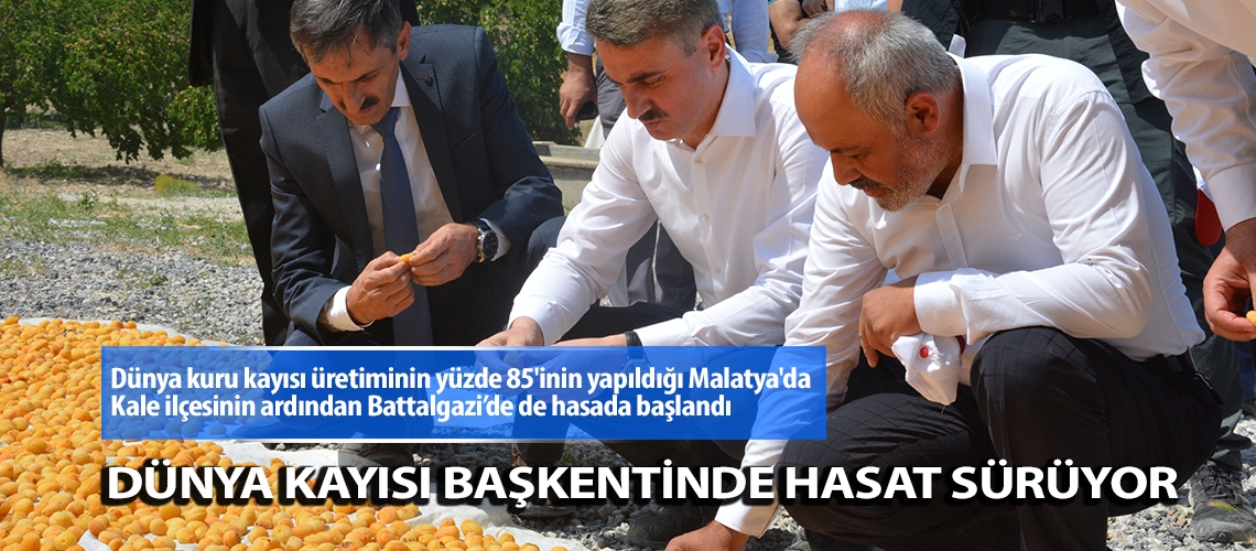 Dünya kayısı başkentinde hasat sürüyor