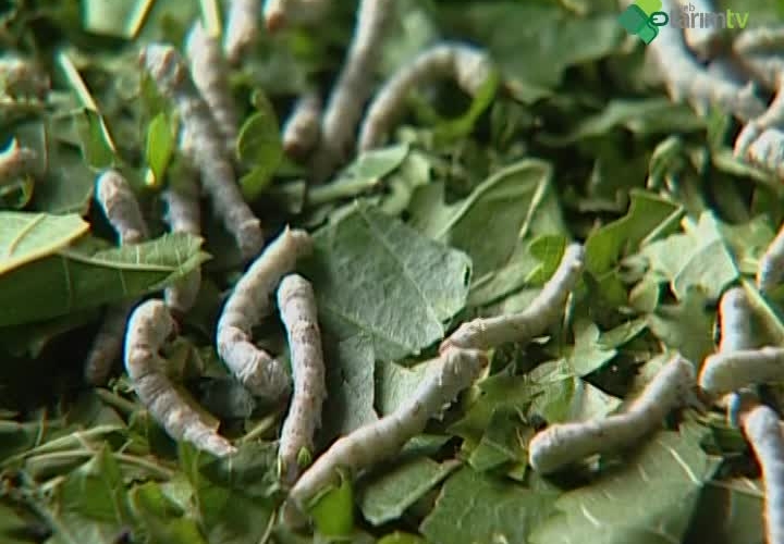 Dut Yetiştiriciliği