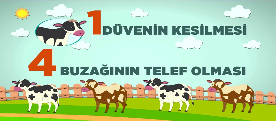 Düve Kayıplarının Önlenmesi
