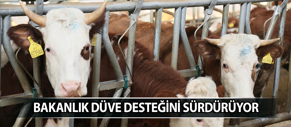 Bakanlık düve desteğini sürdürüyor