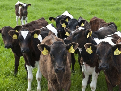 Bakanlık düve desteğini sürdürüyor