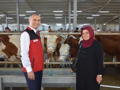 Ordulu üreticilere gebe simental düve dağıtıldı