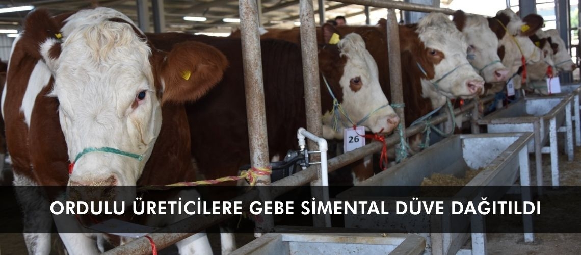 Ordulu üreticilere gebe simental düve dağıtıldı