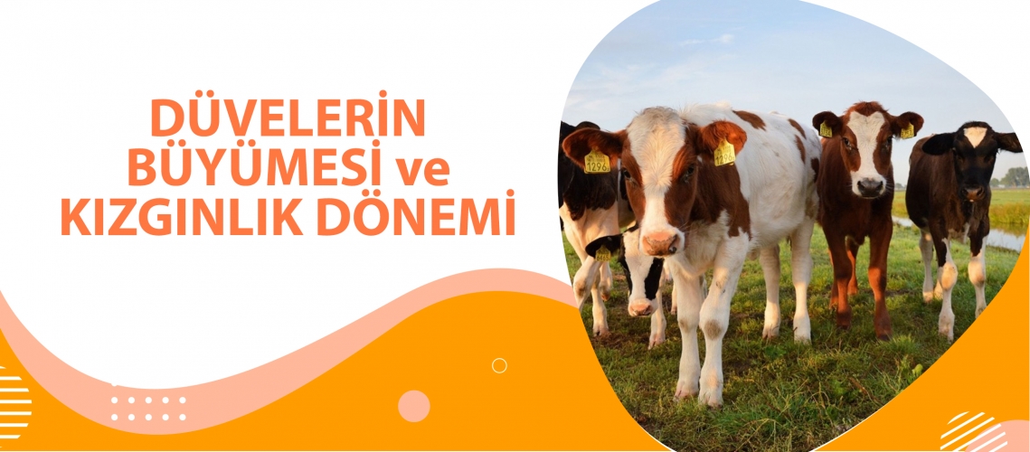 DÜVELERİN BÜYÜMESİ VE KIZGINLIK DÖNEMİ