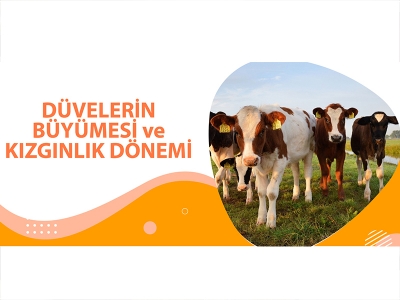 DÜVELERİN BÜYÜMESİ VE KIZGINLIK DÖNEMİ