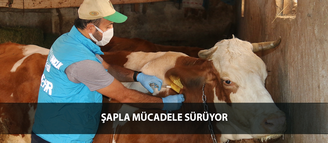 Şapla mücadele sürüyor