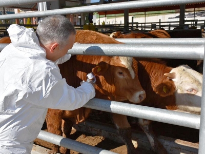 Şapla mücadele sürüyor