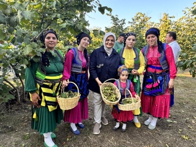 Düzce’de fındık hasadı şenlikle başladı