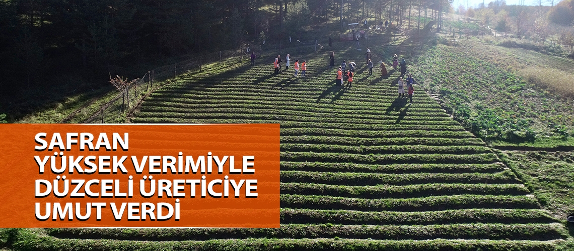 Safran yüksek verimiyle Düzceli üreticiye umut verdi