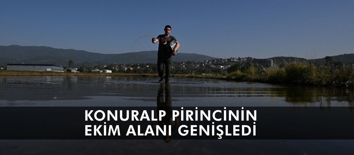 Konuralp pirincinin ekim alanı genişledi