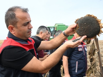 Ayçiçeği denemeleri başarılı hasatla tamamlandı