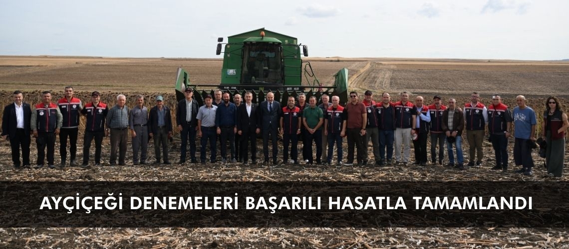 Ayçiçeği denemeleri başarılı hasatla tamamlandı
