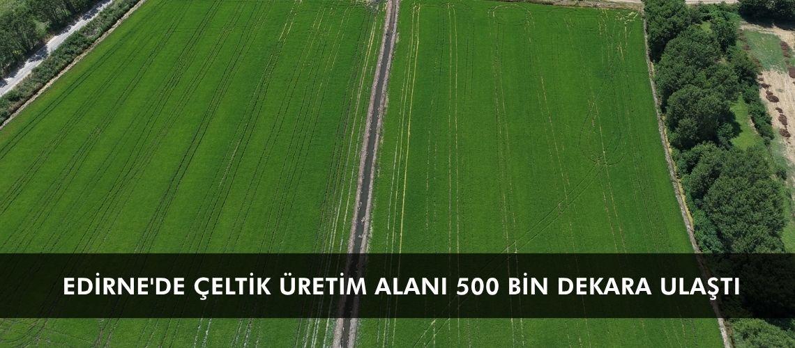 Edirne'de çeltik üretim alanı 500 bin dekara ulaştı