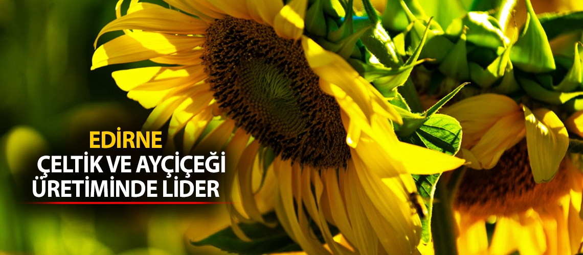 Edirne çeltik ve ayçiçeği üretiminde lider