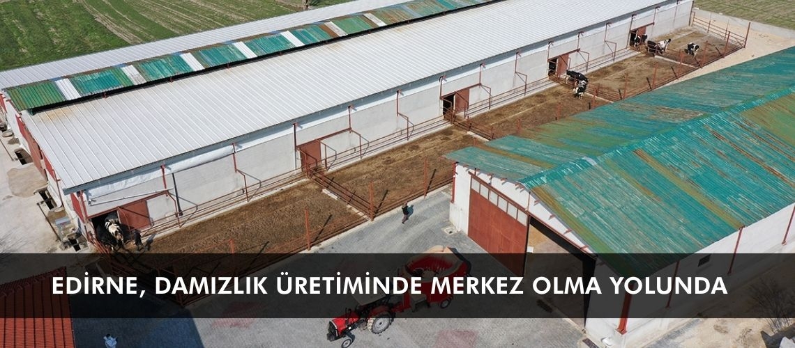 Edirne, damızlık üretiminde merkez olma yolunda