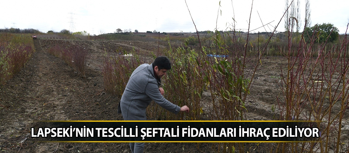 Lapseki’nin tescilli şeftali fidanları ihraç ediliyor