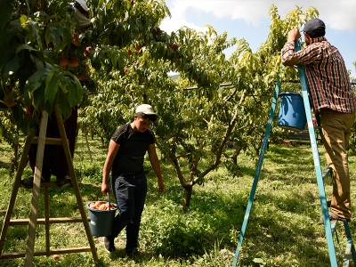 Bilecik şeftalide çok iddialı