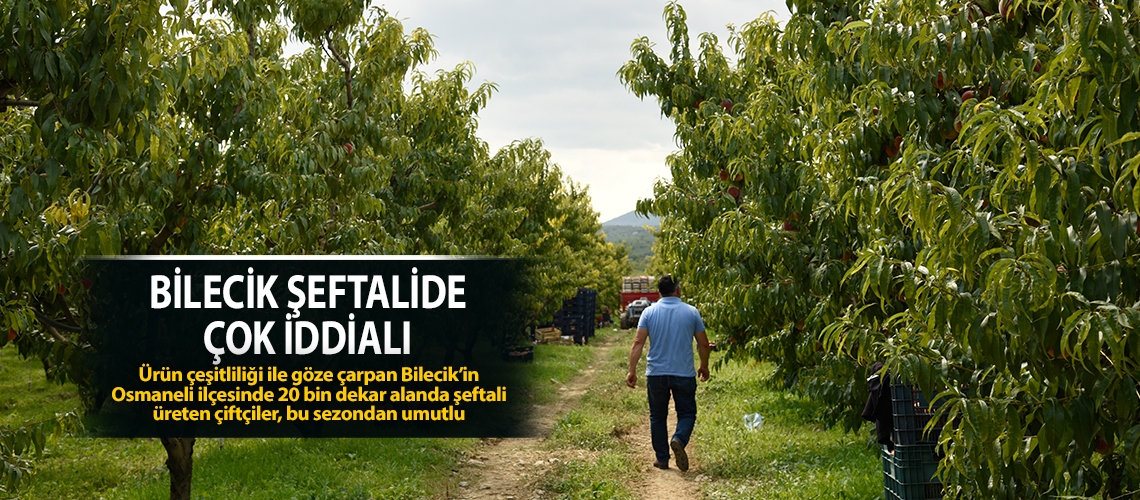 Bilecik şeftalide çok iddialı