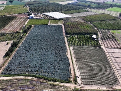 Ekim yağmurları Egeli çiftçileri rahatlattı